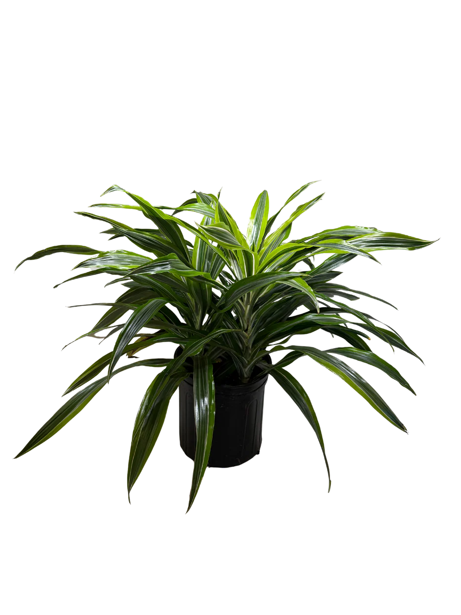 10in Dracaena Lemon Lime