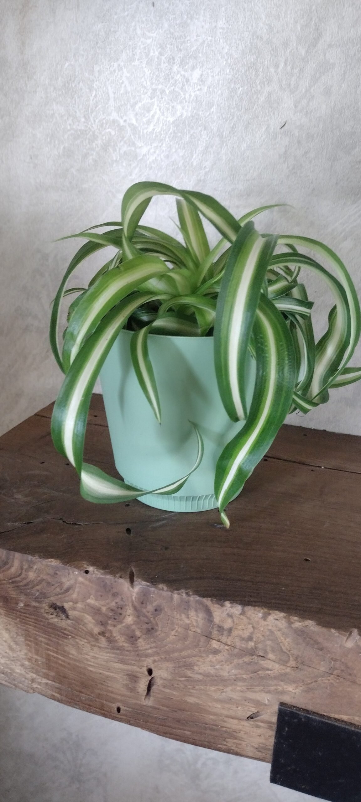 4in Spider Bonnie - Image 2